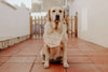 Cartel mascota - Banderola - Lletres de Vida